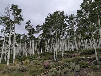 Pando: a single organism that is 80,000 trees