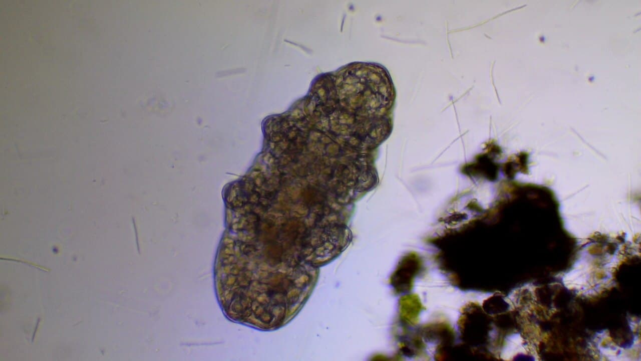 A tardigrade, scanning electron microscope image. Length around 0.5 mm.