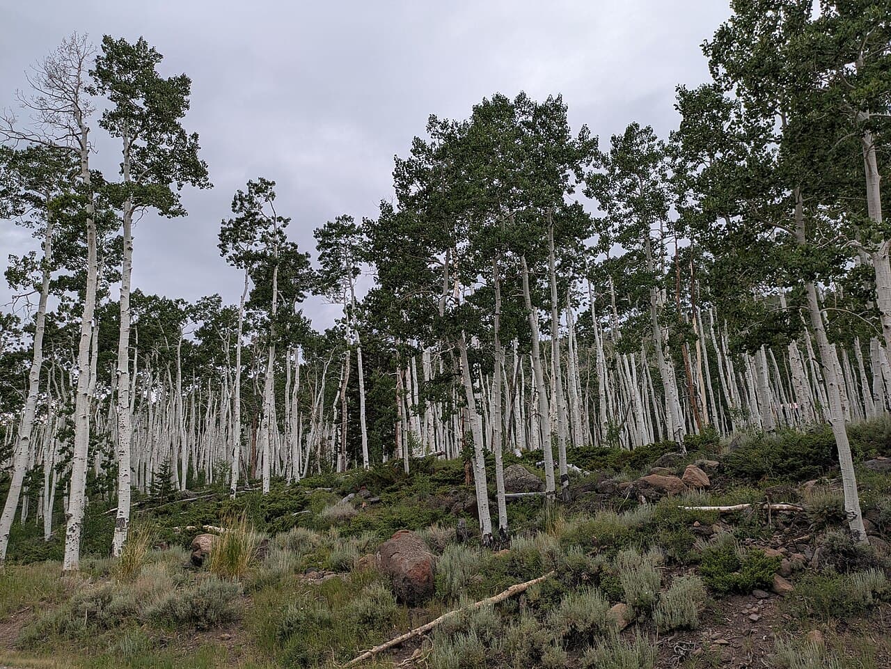 Pando, in Fishlake National Forest, Utah. A single organism, around 6,000 tonnes, 43 hectares, at least 9,000 years old.