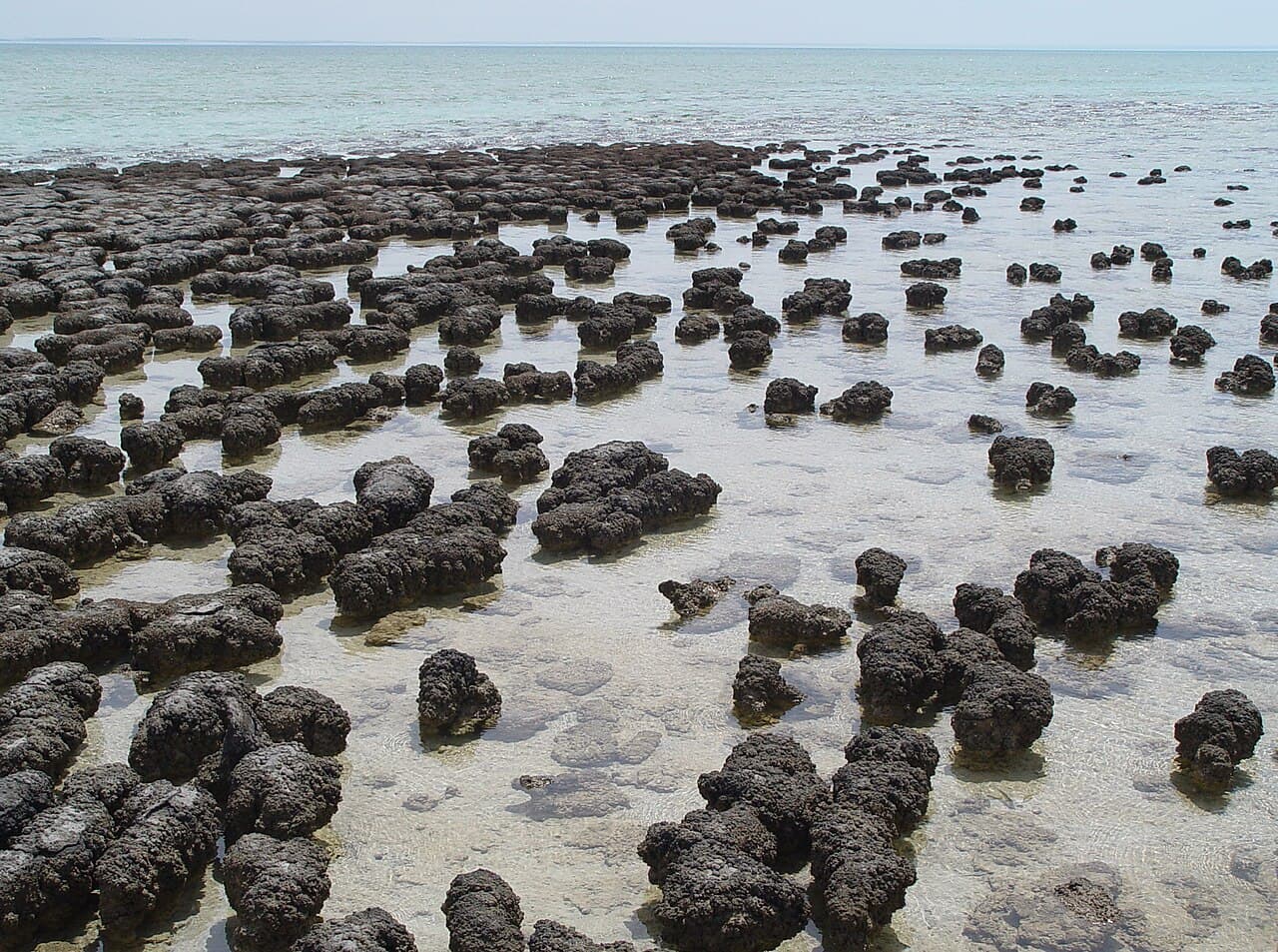 Living stromatolites at Shark Bay, Western Australia — descendants of the microbial communities that engineered the atmosphere.