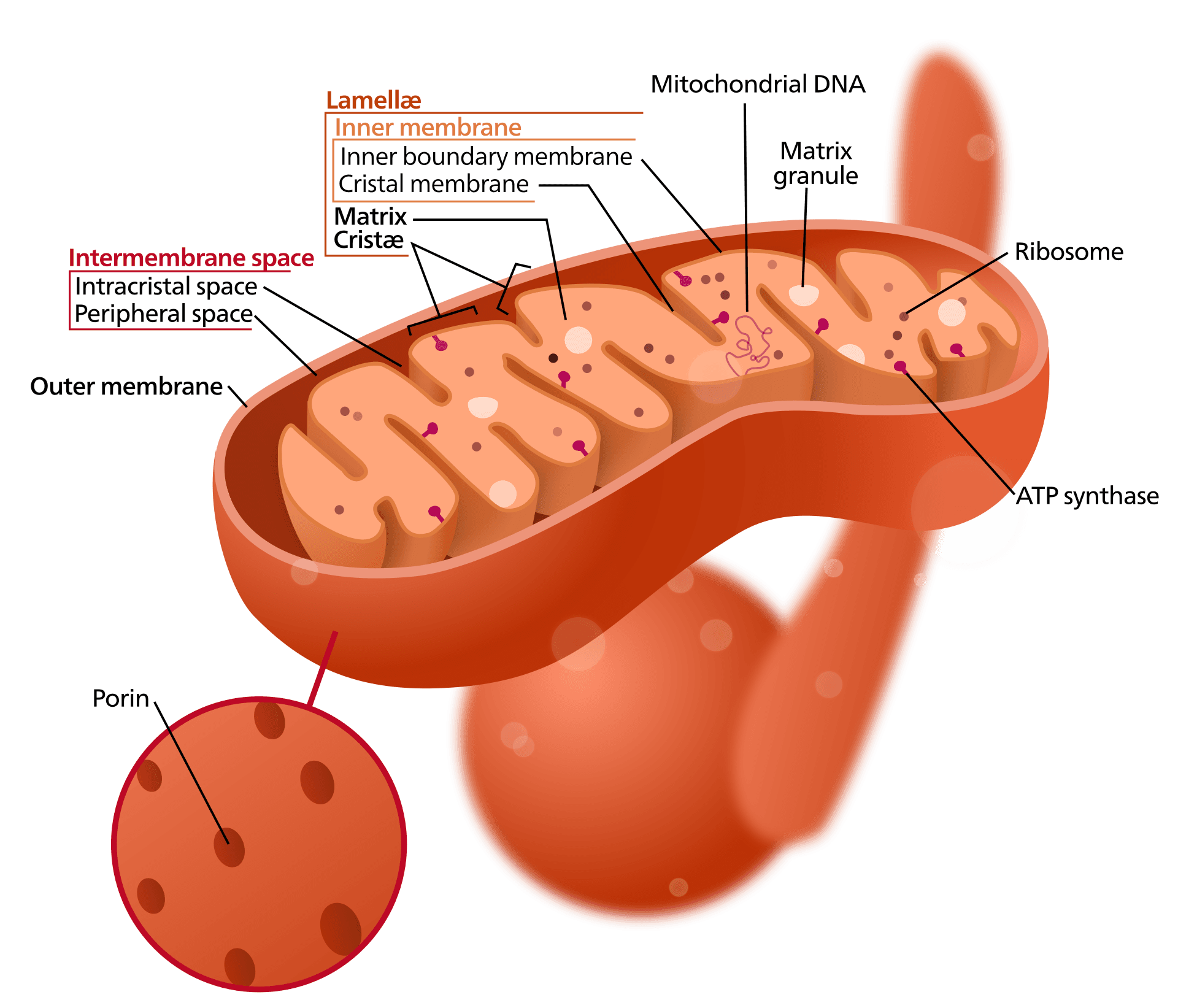 The mitochondria in your cells were once free-living bacteria