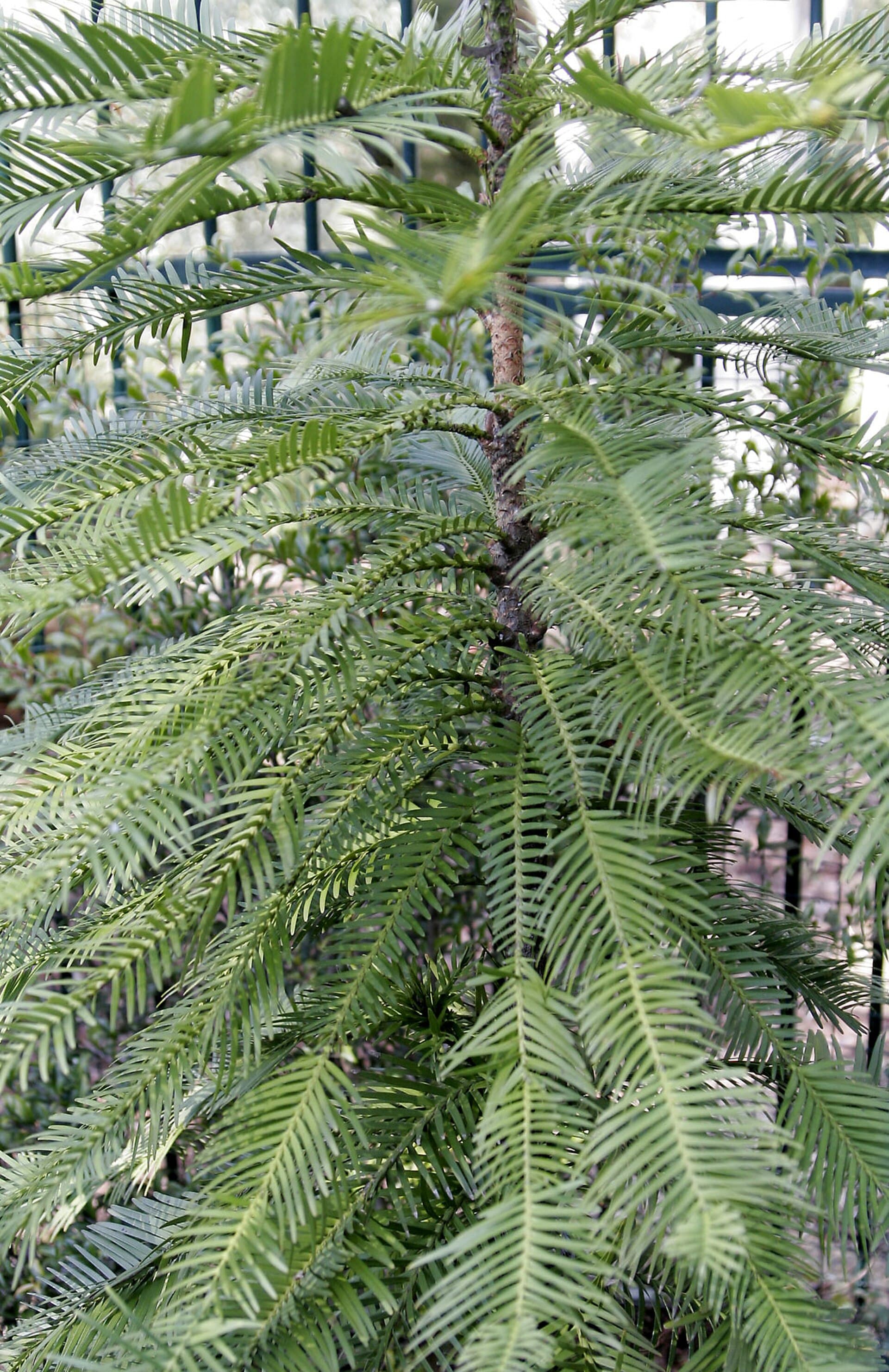 In 1994 a park ranger found a living fossil in a canyon outside Sydney