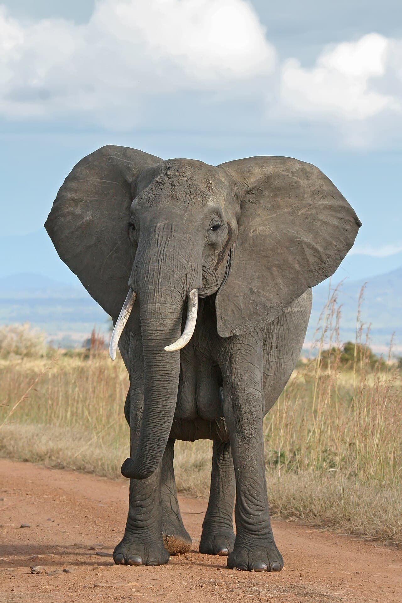 An adult African elephant has roughly 100 times the cell count of a human and a small fraction of the cancer risk.