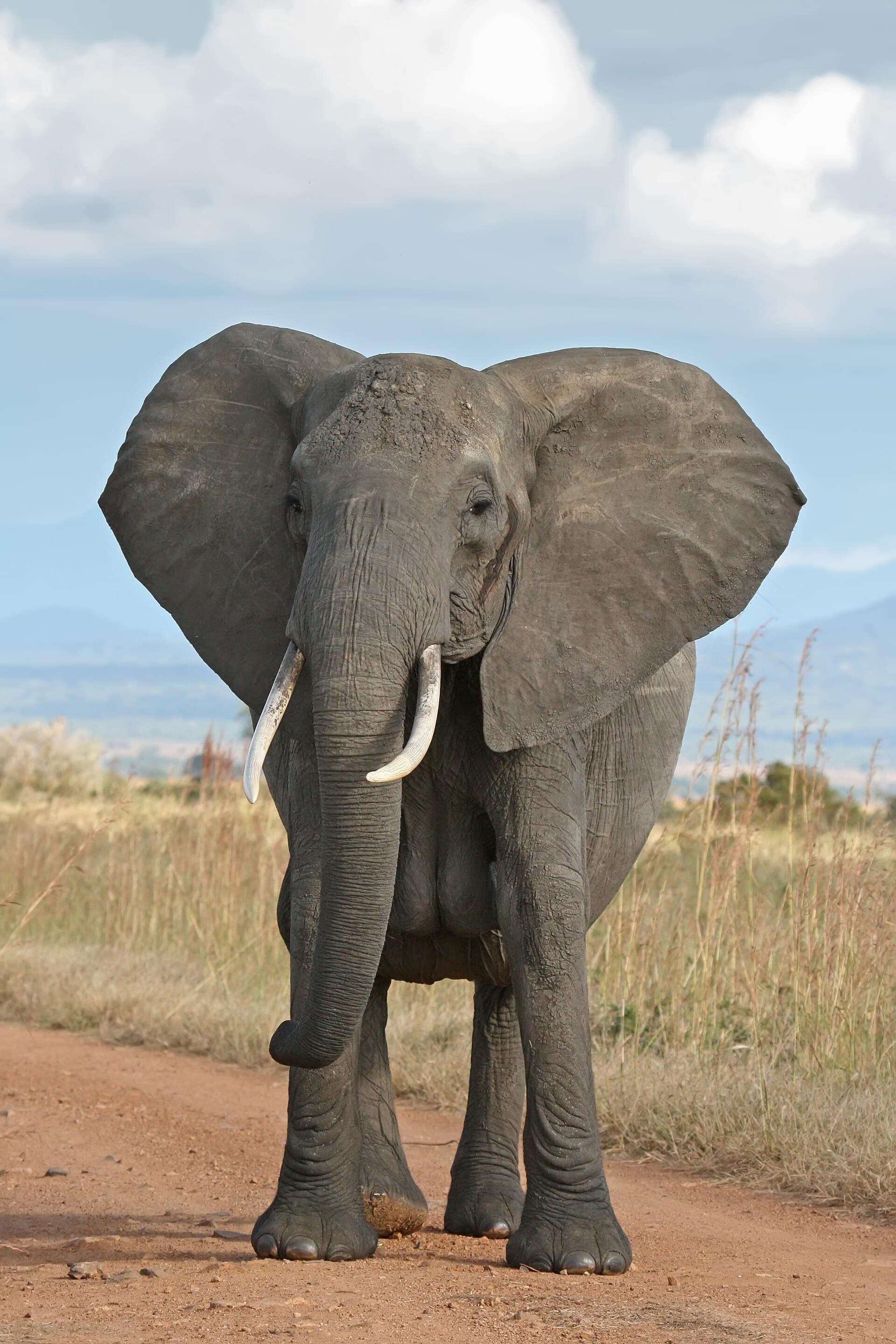 Why elephants almost never get cancer