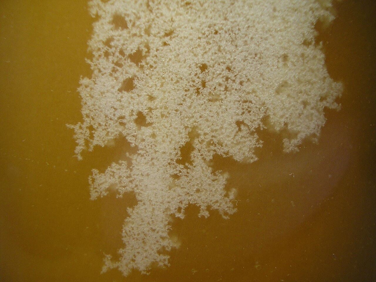 Crystallised honey is not spoilage. Glucose comes out of supersaturated solution; gentle warming reverses it.