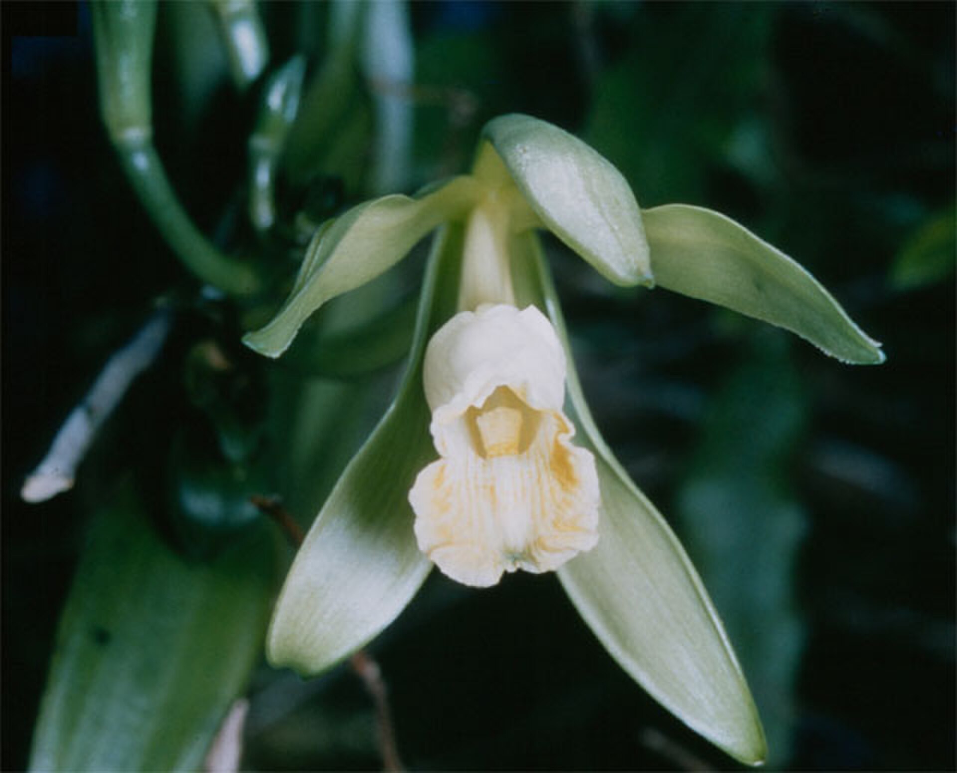 Vanilla has one natural pollinator and a teenage slave in Réunion solved the problem