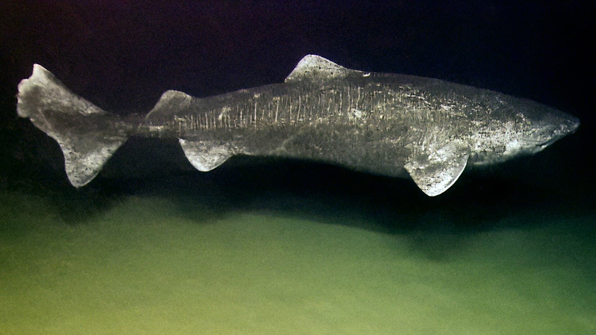 The Greenland shark lives for 400 years and swims slower than you walk