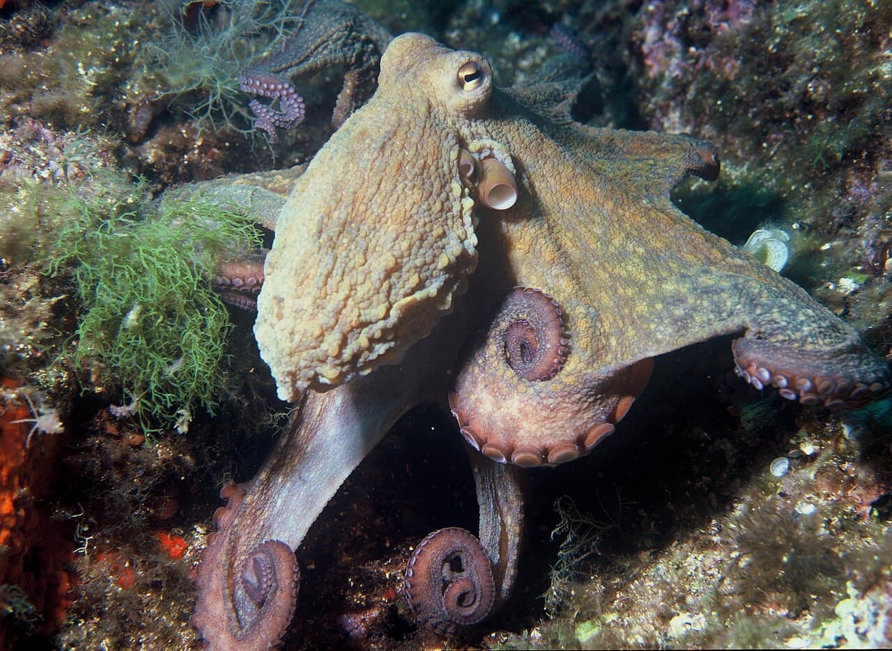 An Octopus vulgaris on a reef. With one type of photoreceptor in its retina, it should not be able to distinguish the colours it appears to be matching.
