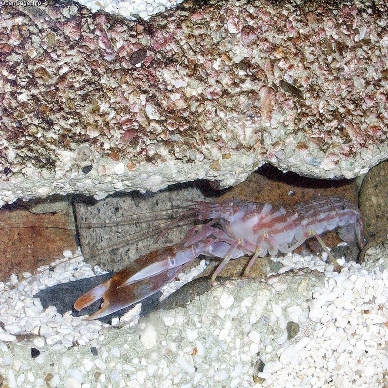 A pistol shrimp (family Alpheidae) showing the enlarged snapping claw on the right side of the body.