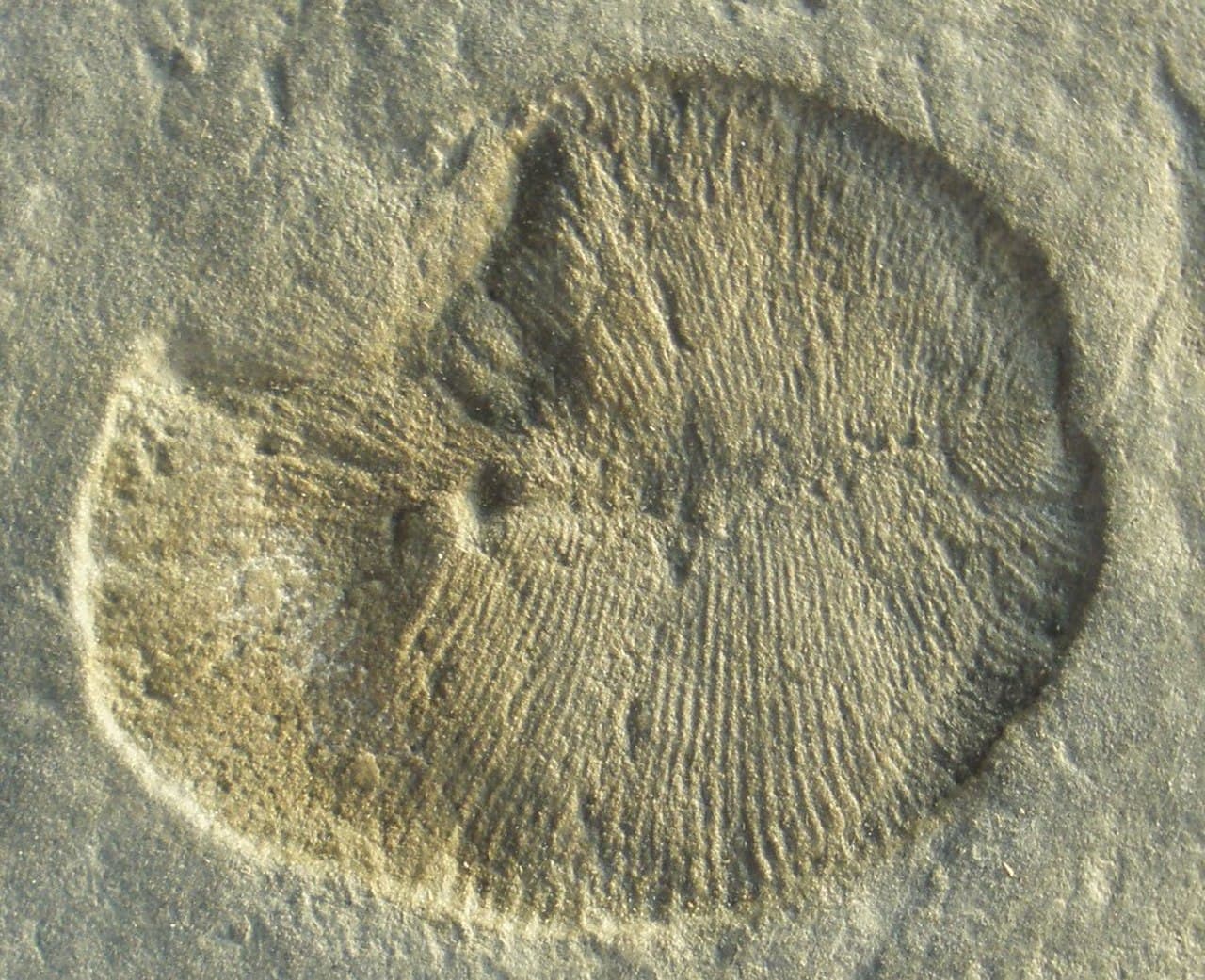A Dickinsonia fossil, around 555 million years old. The quilted ovoid body plan has no clear modern parallel; 2018 biomarker evidence suggests it was an early animal.