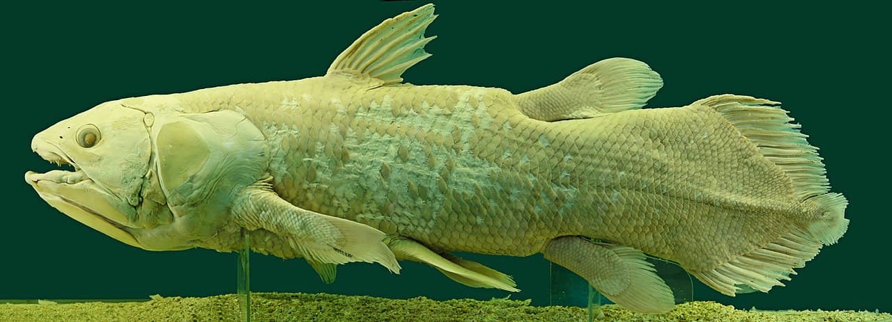 Latimeria chalumnae, the West Indian Ocean coelacanth. The deep blue body and lobed fins identify a sarcopterygian — a lobe-finned fish lineage thought extinct since the Cretaceous.
